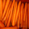 Una zanahoria fresca china de grado en oferta